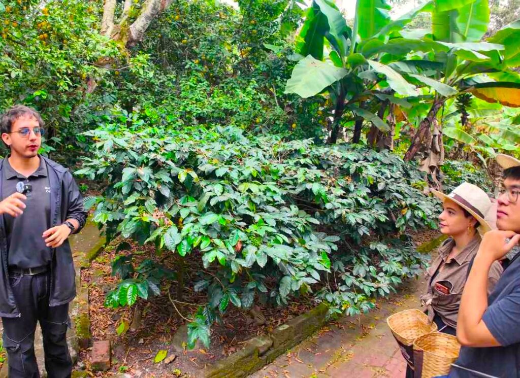 Tour hacienda cafetera, Bogota, Colombia